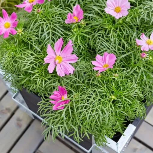 Cubic Blomsterkasse med hjul 120x50x45 cm sort