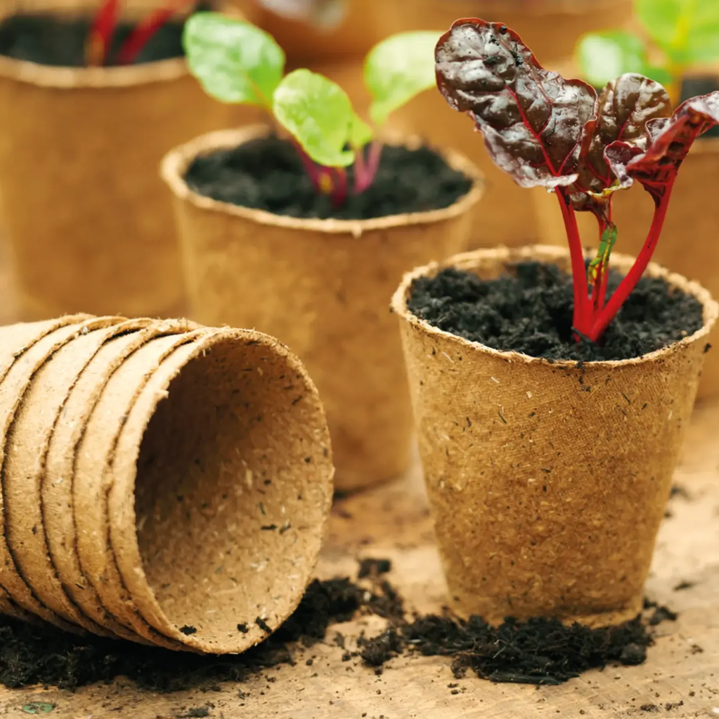 Grow It fiberpotter 8 cm, 12 stk