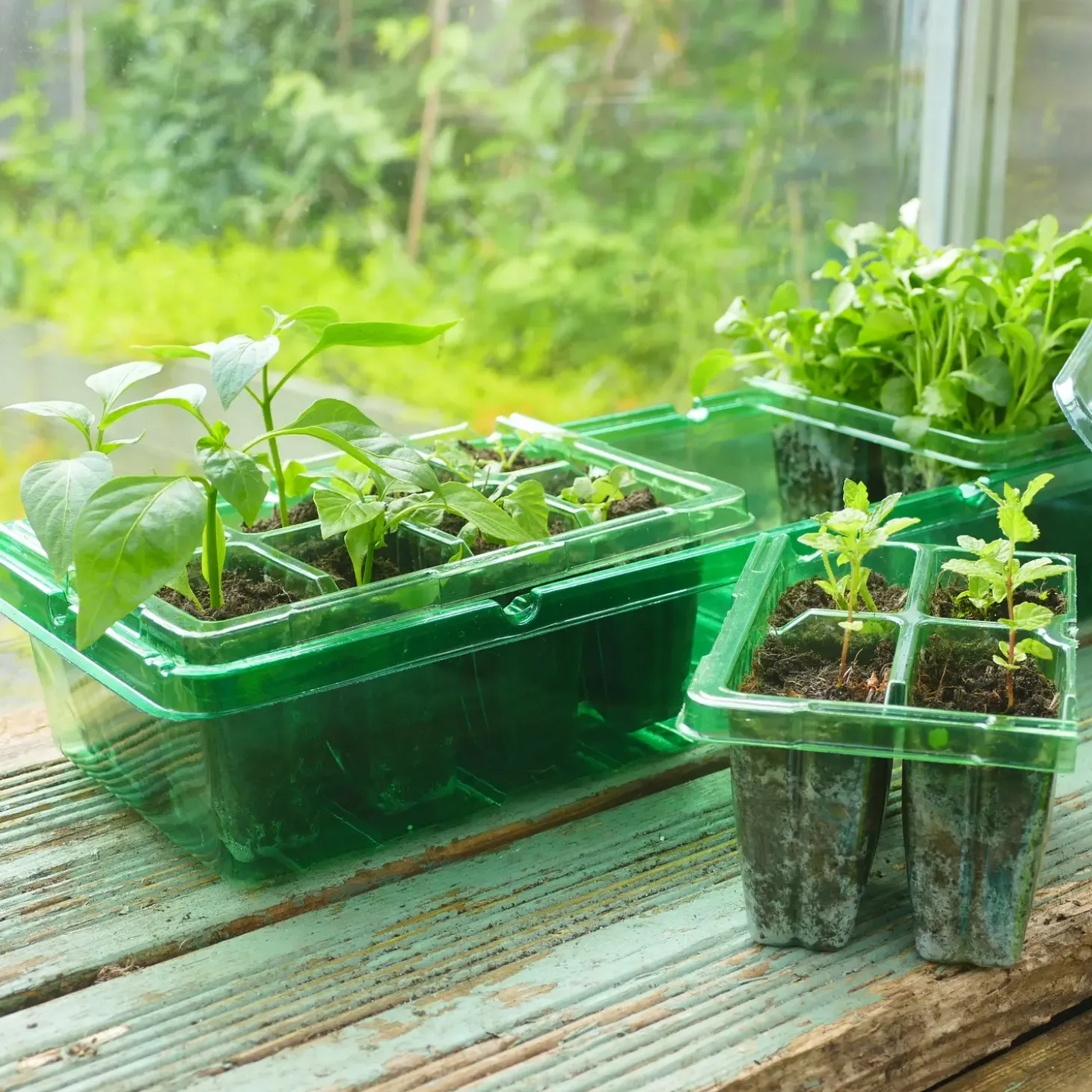 Grow It minidrivhus m/20 rum