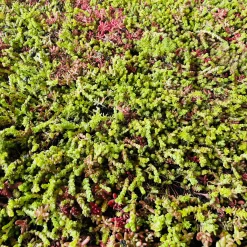 Growtek SedumPlus