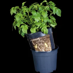 Kartoffelpotte12 ltr. sort