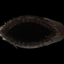 Nilfisk rundbørste Ø 32mm
