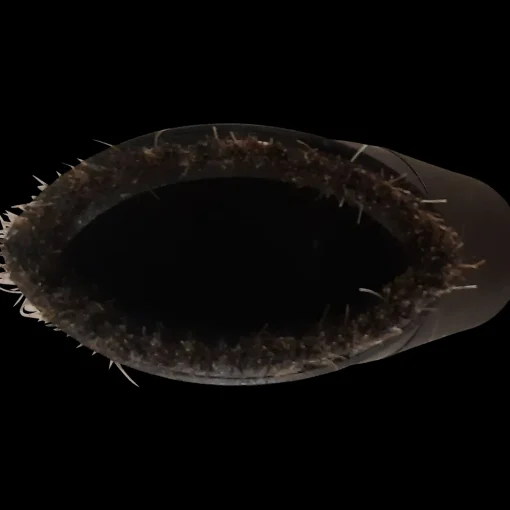 Nilfisk rundbørste Ø 32mm